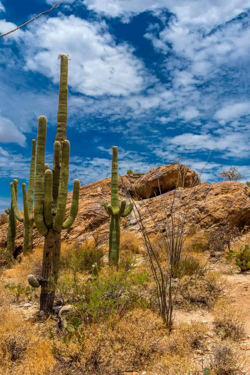 Sonoran Desert: The ideal backdrop for your Scottsdale adventure.