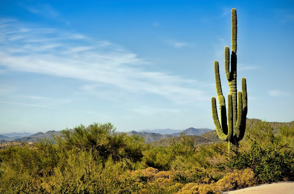 Exploring the Majestic Hiking Trails of Arizona’s Sonoran Desert